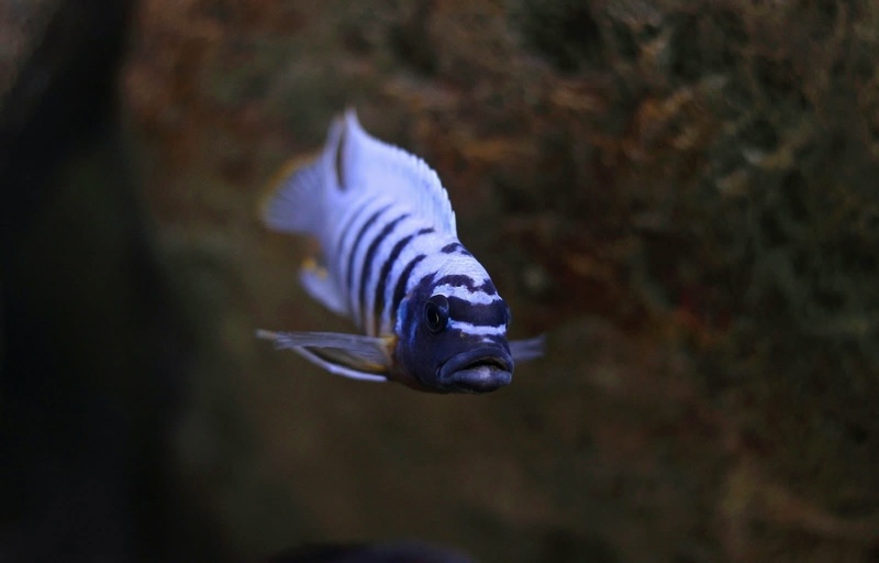 Maylandia fainzilberi 'Kirondo'
